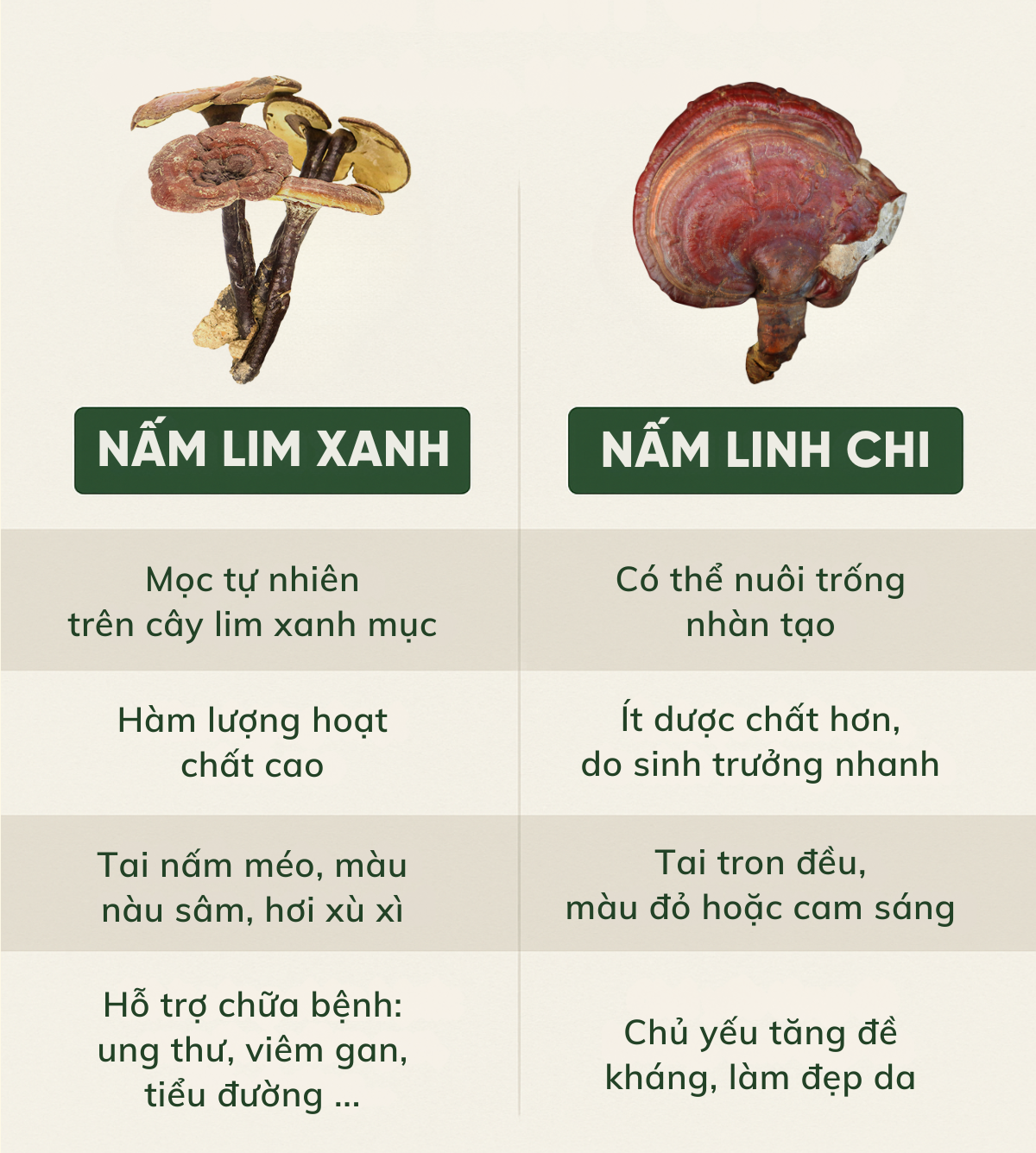 nấm lim xanh và nấm linh chi